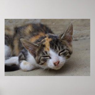 Dozing Calico Kitten Poster