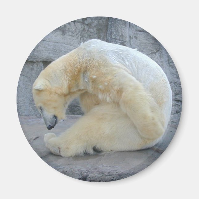 Dozing Polar Magnet (Vorne)