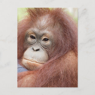 Dr. Ann der Orangutan Postkarte
