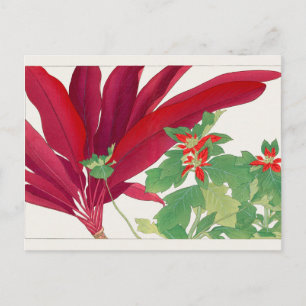 Dracaena, Poinsettia von Tanigami Konan Postkarte