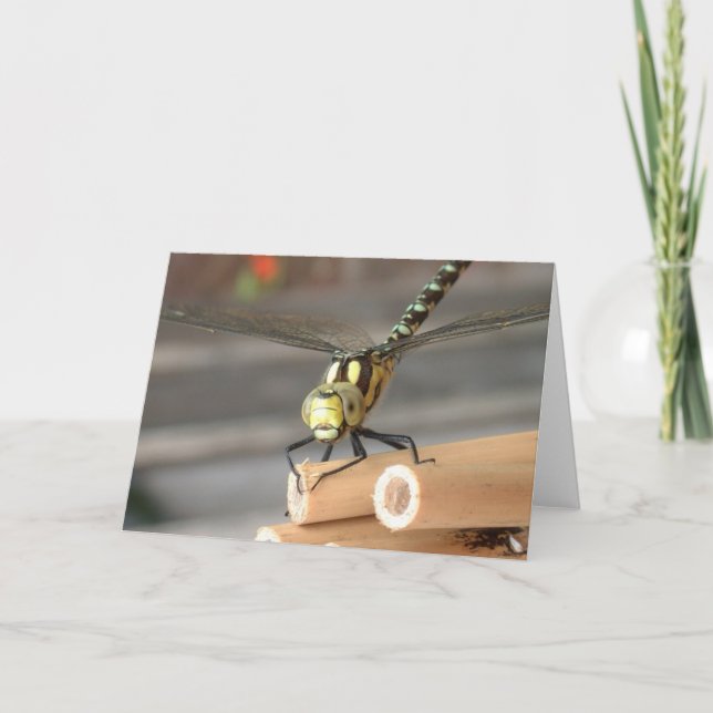 Drache Karte (Vorderseite)