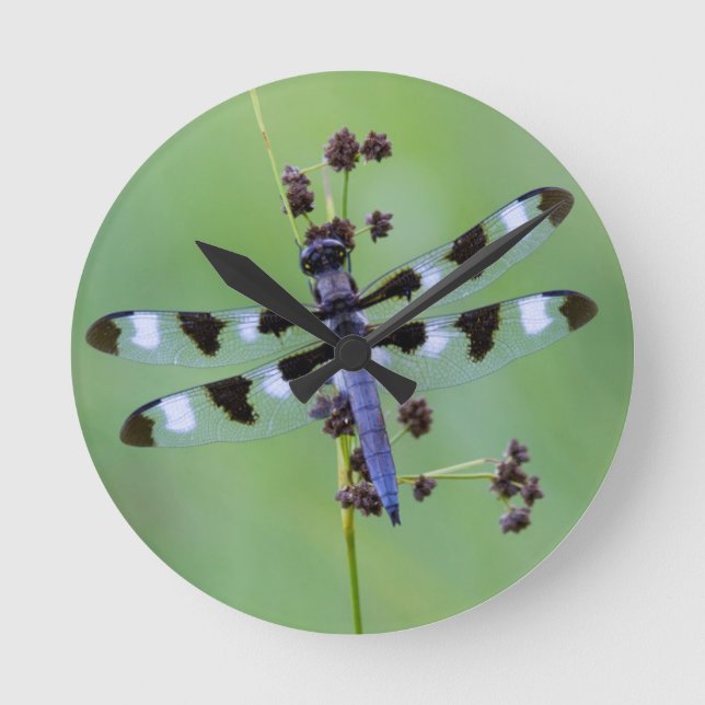 Drachefliege gehockt auf Gras, Kanada Runde Wanduhr (Vorderseite)