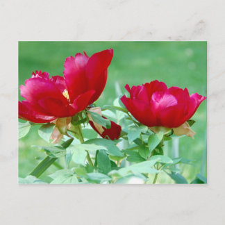 Drachen, Tiger und Peonies V Postkarte