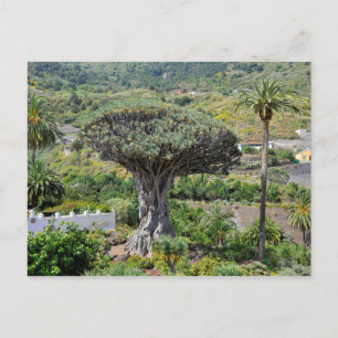 Drachenbaum auf Teneriffa Postkarte
