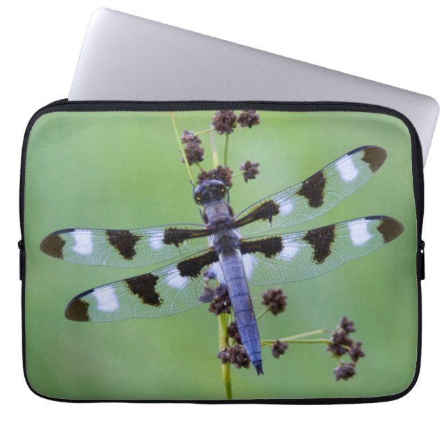 Drachenfliege auf Gras, Kanada Laptopschutzhülle (Vorderseite)