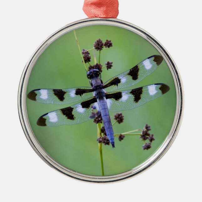Drachenfliege auf Gras, Kanada Silbernes Ornament (Vorne)