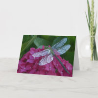 Drachenfliege auf rosa Blume