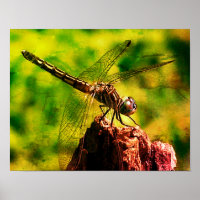 Drachenfliege Nahe Natur störte Kunst