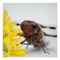 Drachenfliegengesicht und Blume aus gelbem Löwenza