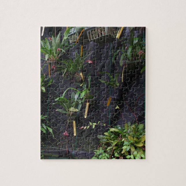 Dracula Orchid Puzzle (Vertikal)