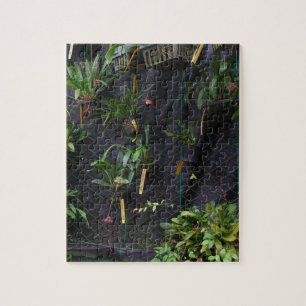 Dracula-Orchidee Puzzle