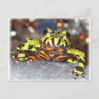 Drago Oriental Fire Belly Toad Postkarten