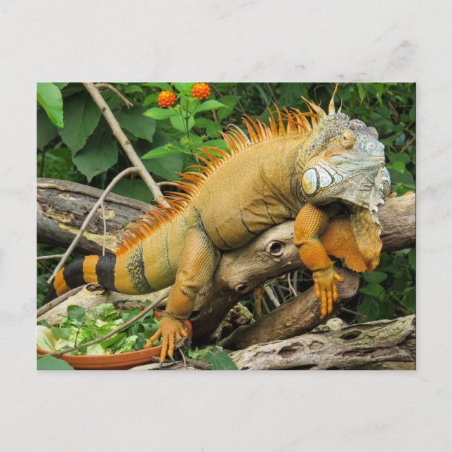 Dragon-Eidechse Postkarte (Vorderseite)