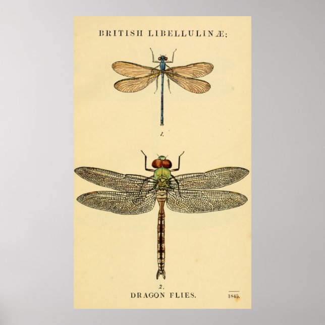 Dragon Flies Litho Poster (Vorne)