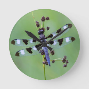 Dragon fly perched on grass, Canada Runde Wanduhr