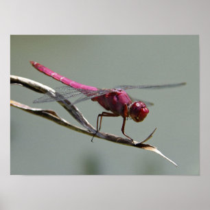 Dragon Fly Poster