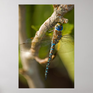 Dragon Fly Poster