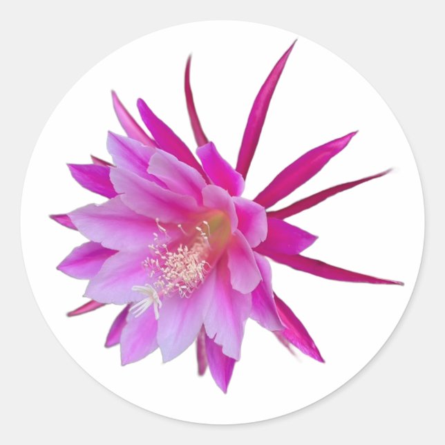 Dragon Fruit Blume Sticker (Vorderseite)