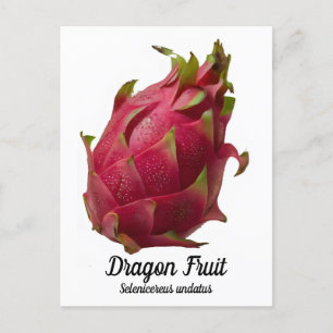 Dragon Fruit Postkarte
