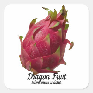 Dragon Fruit Quadratischer Aufkleber