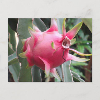 Dragon Fruit wachsen Postkarte