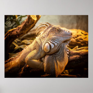Dragon Iguana Posters Poster