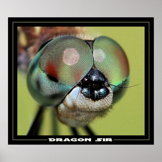 Dragon Sir Poster (Vorne)
