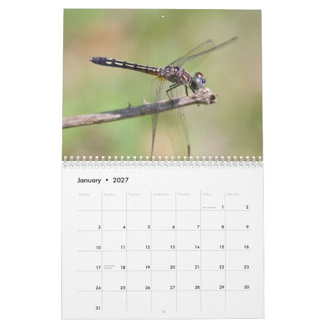 Dragonfis-Kalender Kalender (Jan 2027)