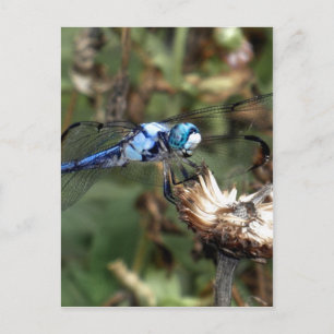 Dragonfliegen Blue Dragonfly auf einer Blume Husk  Postkarte