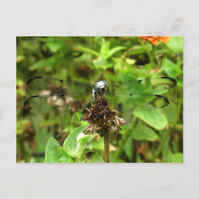 Dragonfliegen Blue Dragonfly auf einer Blume Husk  Postkarte (Vorderseite)