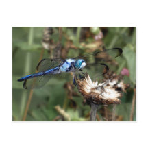 Dragonfliegen Blue Dragonfly auf einer Blume Husk 