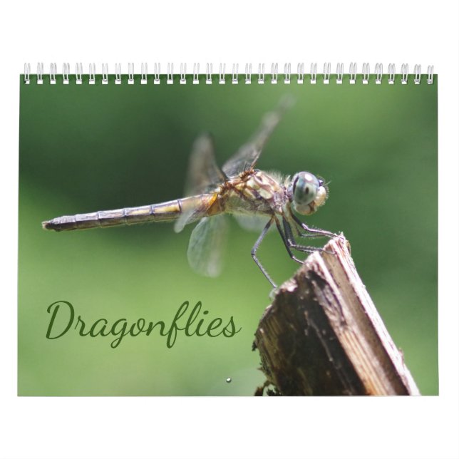 Dragonflies-Kalender Kalender (Titelbild)