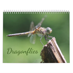 Dragonflies-Kalender Kalender