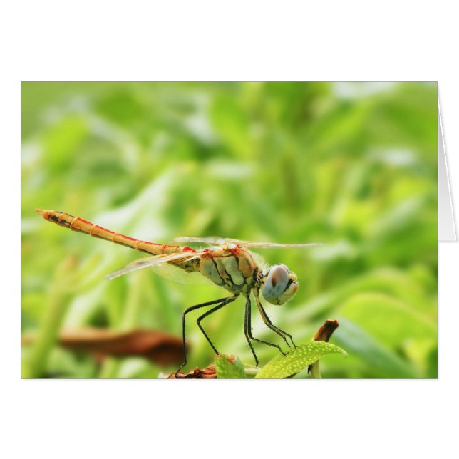 Dragonfly (Vorderseite (Horizontal))