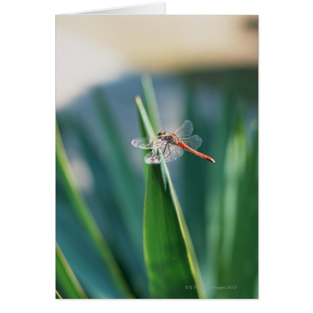 Dragonfly (Vorne)
