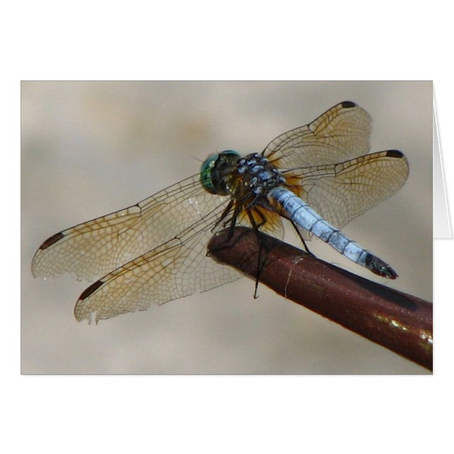 Dragonfly (Vorderseite (Horizontal))