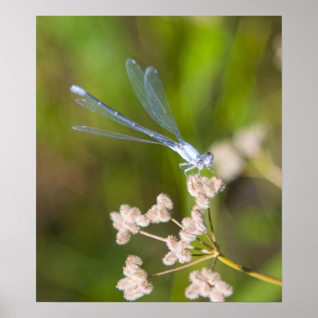 Dragonfly #2 poster (Vorne)