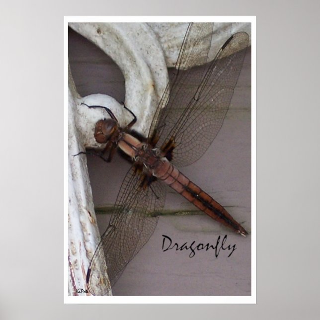 Dragonfly Art Poster (Vorne)