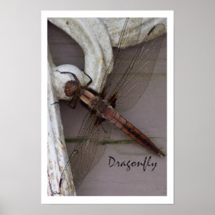 Dragonfly Art Poster