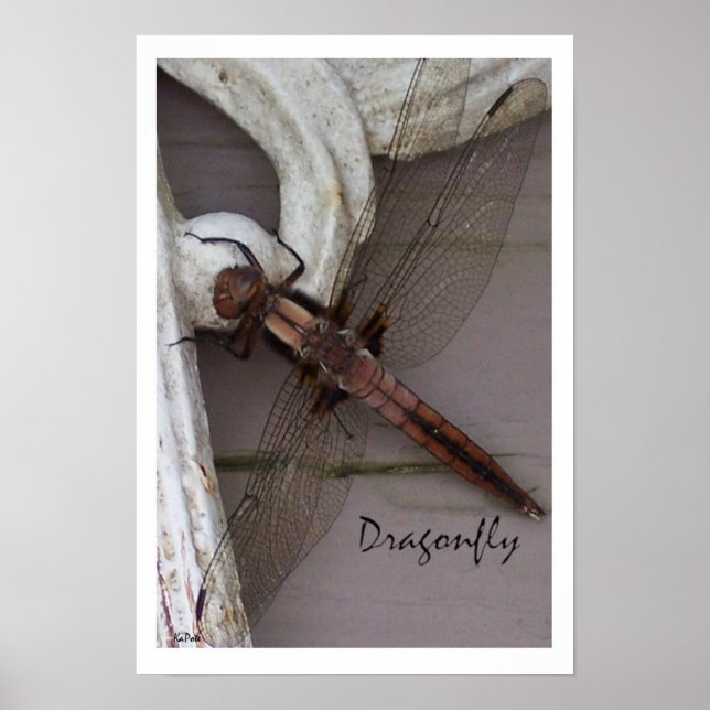 Dragonfly Art Poster (Vorne)