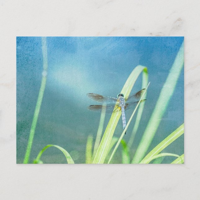 Dragonfly auf blau postkarte (Vorderseite)