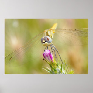 Dragonfly auf Blume Poster