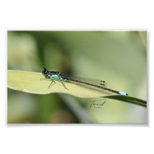 Dragonfly auf dem linken Foto drucken