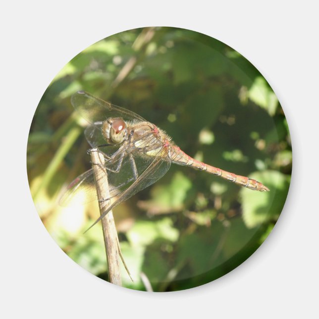 Dragonfly auf dem Twig Magnet (Vorne)