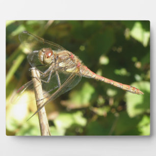Dragonfly auf der Twig-Plaque Fotoplatte