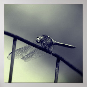 Dragonfly auf Drahtzaun in Schwarz und Weiß Poster