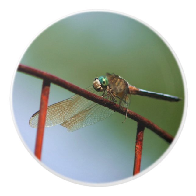 Dragonfly auf Drahtzaun Nah  Keramikknauf (Vorderseite)
