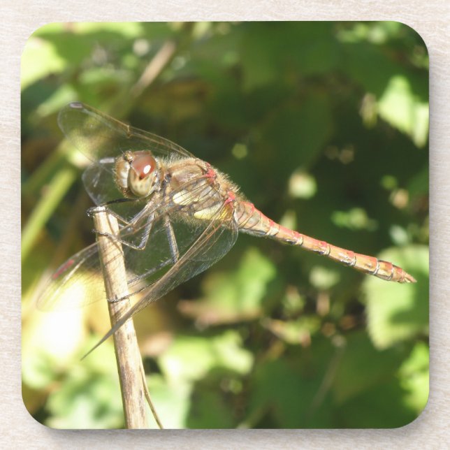 Dragonfly auf Twig-Cork-Untersetzer Untersetzer (Vorderseite)