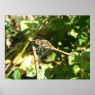Dragonfly auf Twig Print Poster