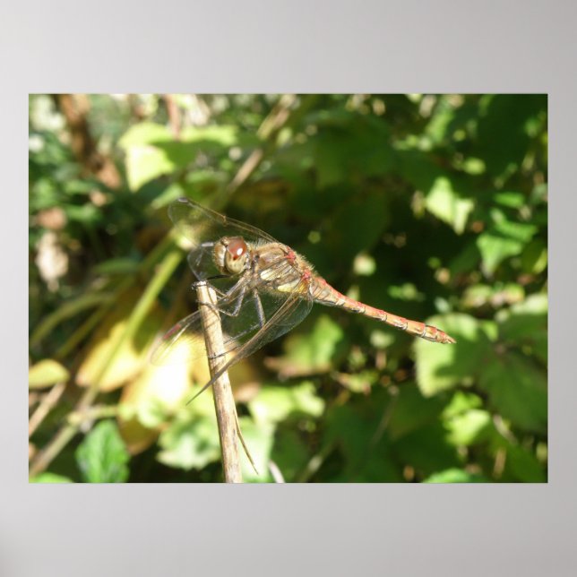 Dragonfly auf Twig Print Poster (Vorne)